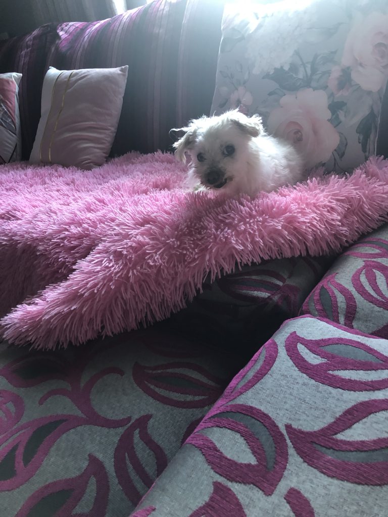 MILLIE ROSIE ADOPTED Roscommon SPCA CLG